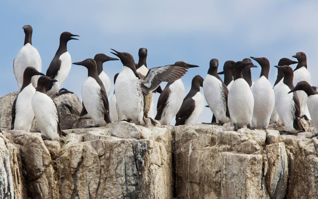 Expositie Turn the tide, vogels rond de Noordzee